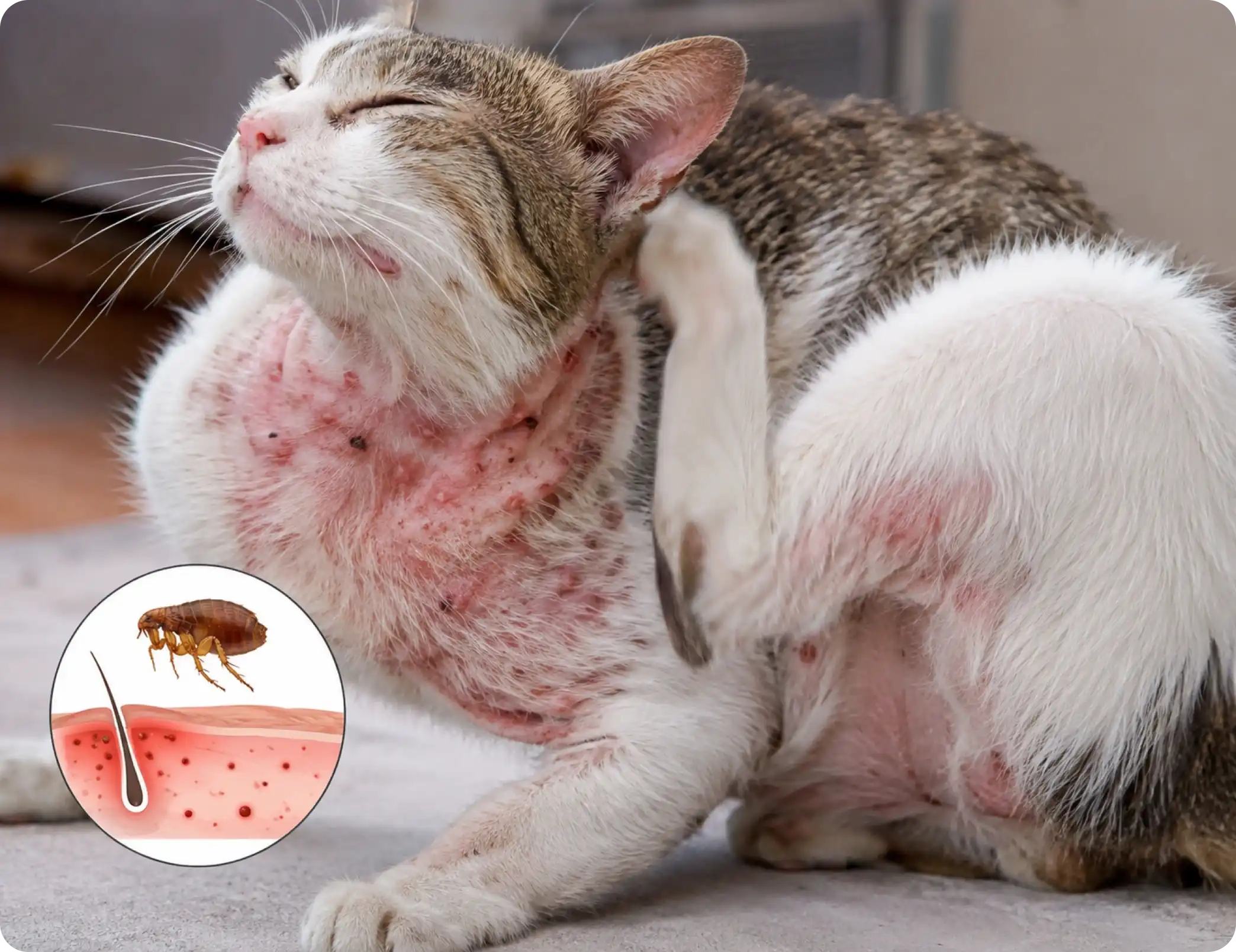 Flea Allergy Dermatitis